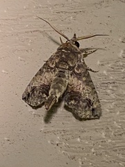 Paectes abrostoloides