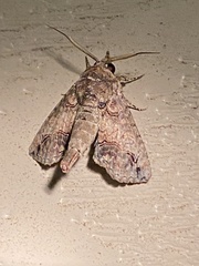 Paectes abrostoloides