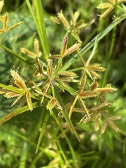 Cyperus bipartitus