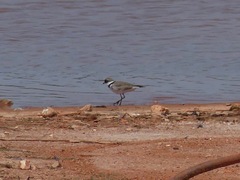 Charadrius semipalmatus