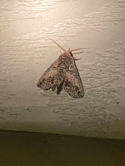 Paectes abrostoloides