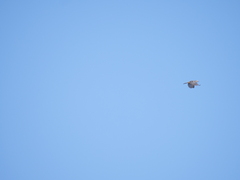 Saltator coerulescens