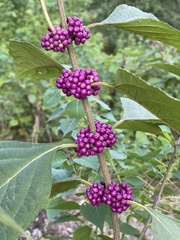 Callicarpa americana