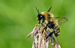 Bombus rufocinctus