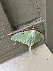 Actias luna