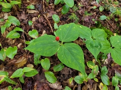 Trillium undulatum