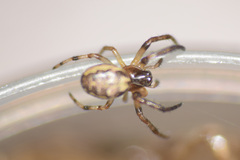 Larinioides cornutus