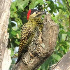 Colaptes melanochloros