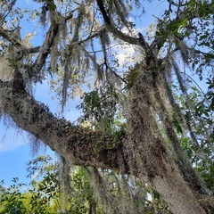 Tillandsia usneoides