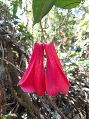 Lapageria rosea