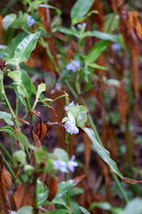 Commelina virginica