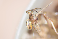 Larinioides cornutus