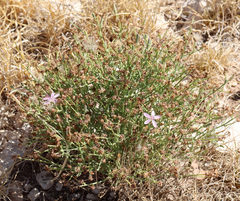 Stephanomeria pauciflora