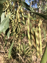 Acacia falcata