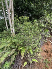 Myrtaceae