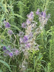 Eryngium leavenworthii