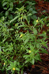 Ludwigia