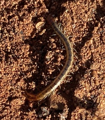 Scolopendra laeta