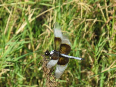 Libellula luctuosa