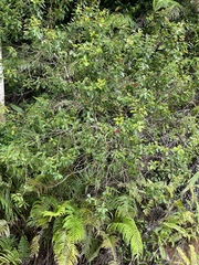 Myrtaceae