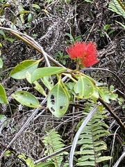 Myrtaceae