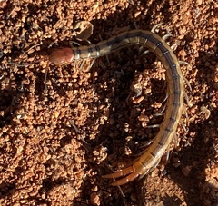Scolopendra laeta