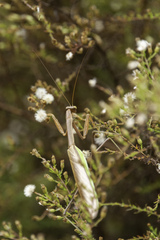 Tenodera angustipennis