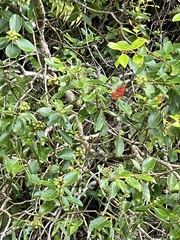 Myrtaceae