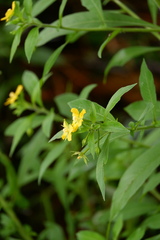 Ludwigia