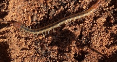 Scolopendra laeta