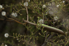 Tenodera angustipennis