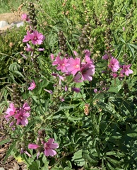 Sidalcea