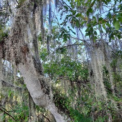 Tillandsia usneoides