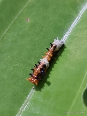 Papilio clytia