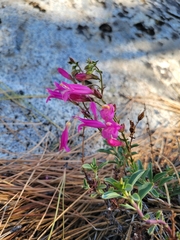 Penstemon newberryi