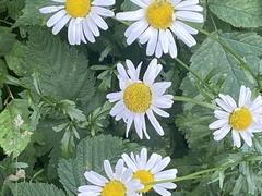 Leucanthemum