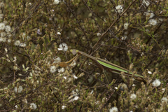 Tenodera angustipennis