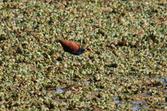 Jacana jacana