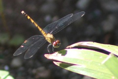 Erythrodiplax berenice
