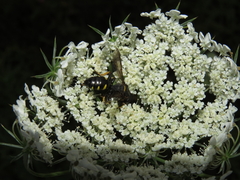 Ectemnius