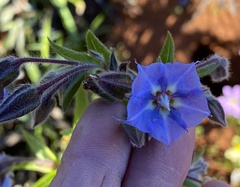 Trichodesma zeylanicum