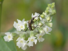 Psorophora cyanescens