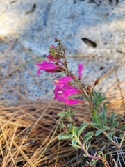 Penstemon newberryi