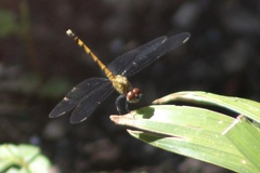 Erythrodiplax berenice