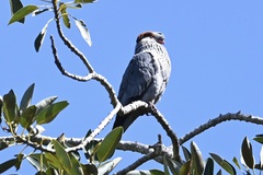 Lopholaimus antarcticus