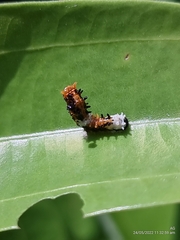 Papilio clytia