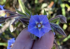 Trichodesma zeylanicum