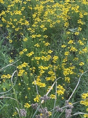 Helenium amarum