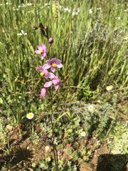 Ixia scillaris