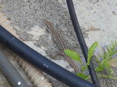 Podarcis siculus